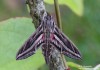 lišaj révový (Motýli), Hippotion celerio (Lepidoptera)